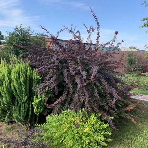 Berberis x ottawensis 'Superba' - Ottawa kukerpuu 'Superba' C1/1L